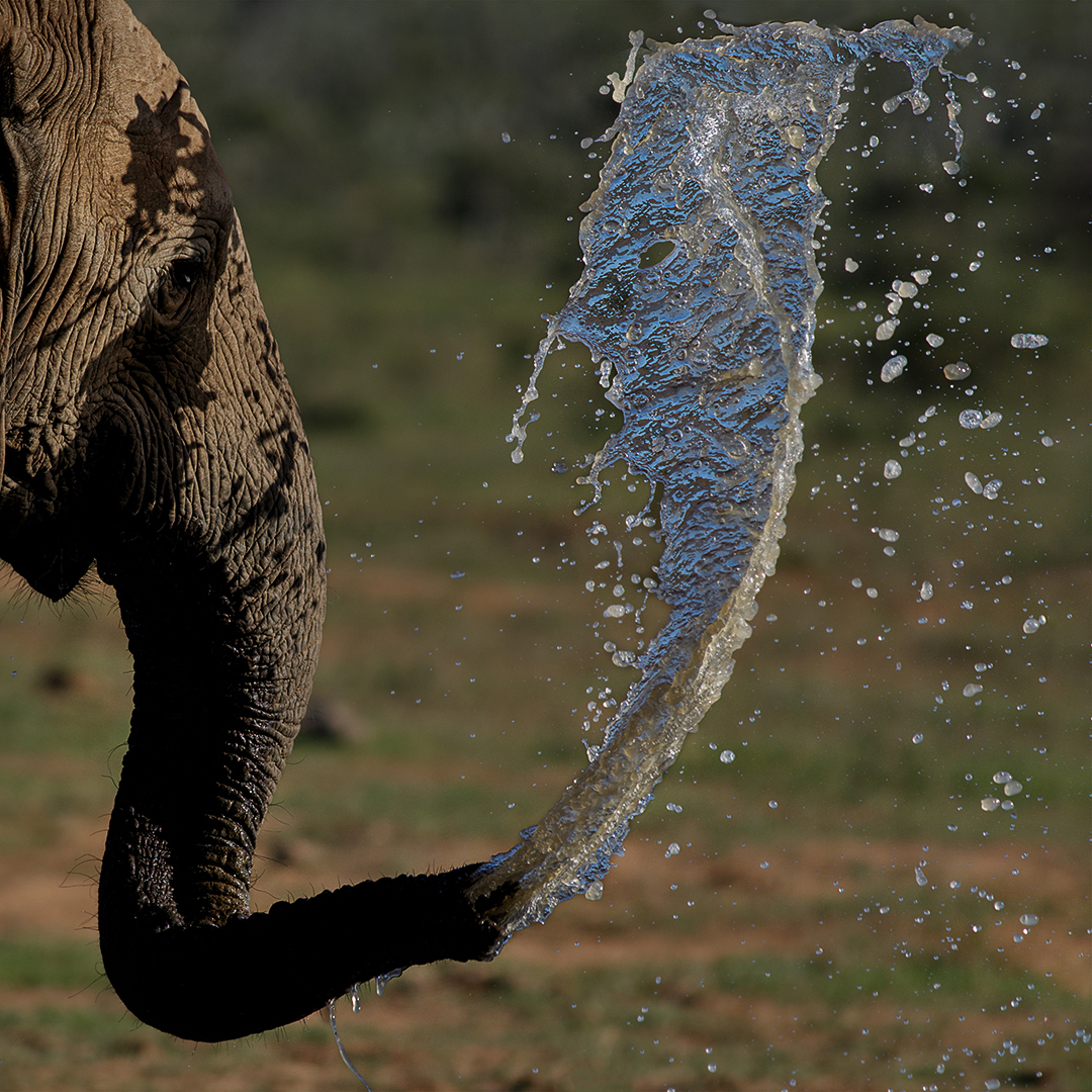 Bec d'eau d'éléphant