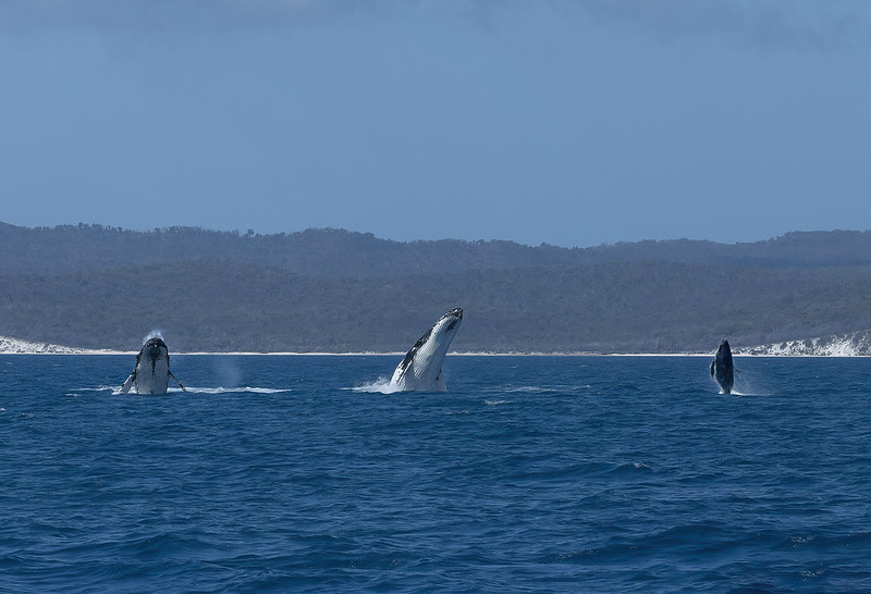 baleines sautant